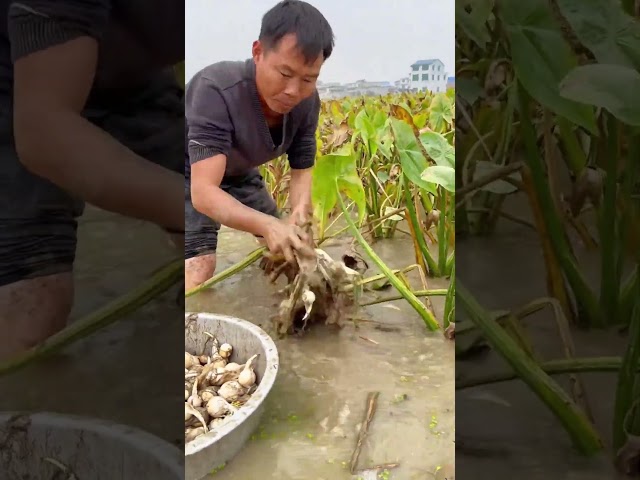 The process of digging arrowhead mushrooms