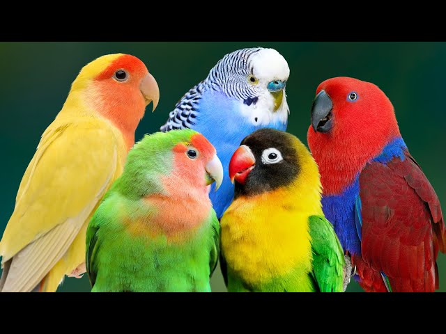 MOST BEAUTIFUL SMALL PARROTS ON EARTH | RELAXING SOUNDS | COLORFUL & STUNNING NATURE | STRESS RELIEF