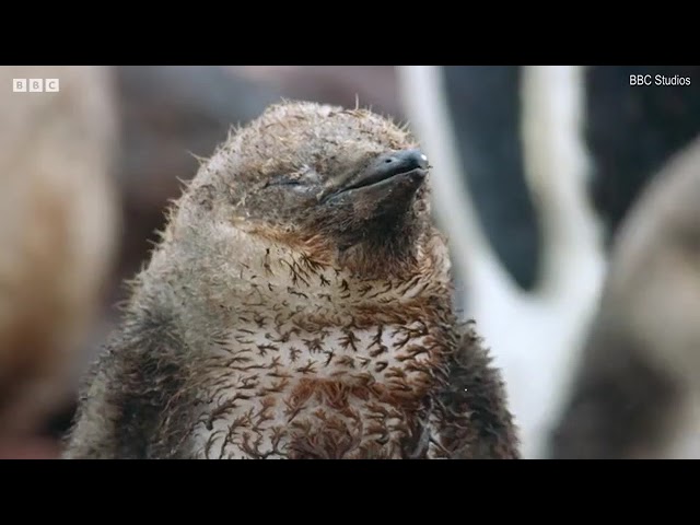 Penguin chicks fight for survival after trekking across Antarctic wastelands in new BBC series