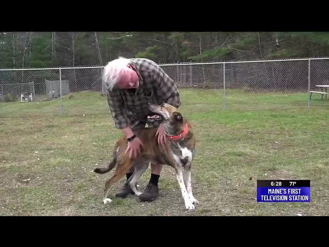 Dog adopted after living in shelter for over 900 days