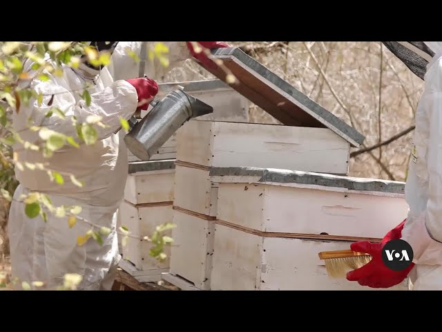 How beekeeping is helps communities cope with climate change in Kenya