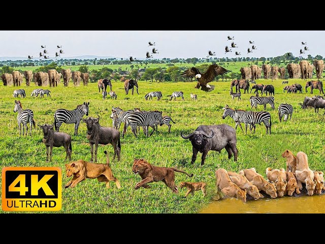 4K African Wildlife: Aberdares National Park - Explore Planet Animals Footage With Real Sounds in 4K