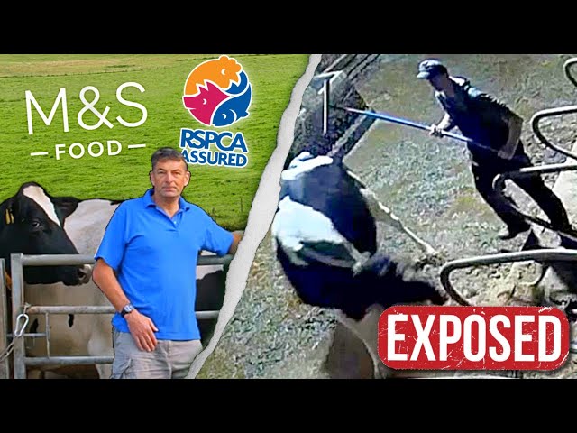 CAUGHT ON CAMERA: ‘M&S SELECT’ DAIRY FARMS EXPOSED (SHOCKING INVESTIGATION)