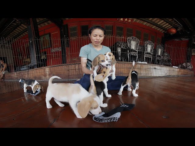 Beagle Babies Short Version  SBS 180