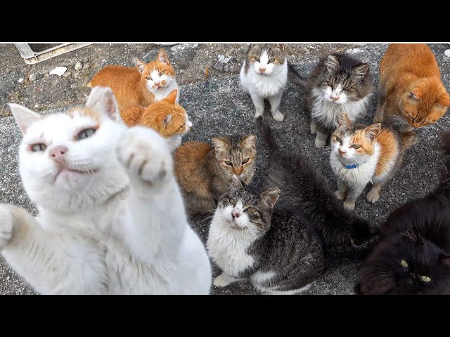 猫の楽園？１００匹を超える猫が暮らす猫島に行ってみた！