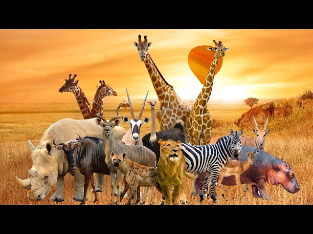 Africa Wildlife | The Most Fascination Migration In The World | Safari | Animals | Stress Relief