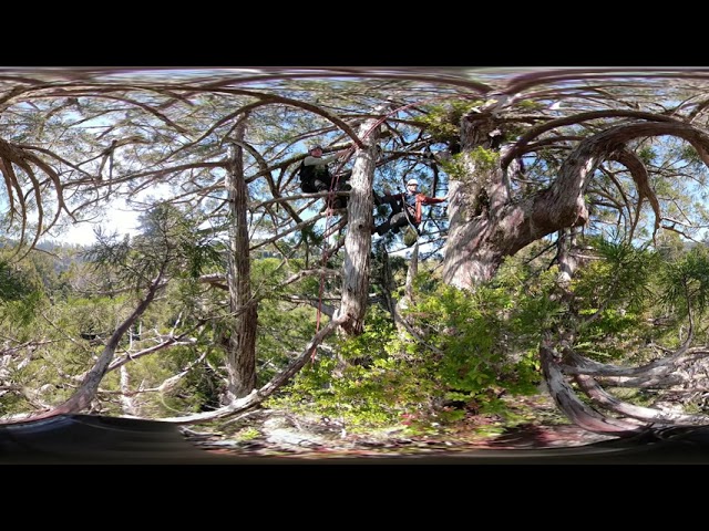 360 Canopy Tour - Episode 2: Woody Epiphytes