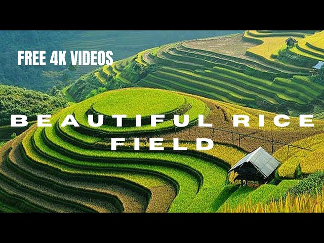 FREE RICE PADDY//PADDY FIELD//NATURE//LAND SCAPE STOCK FOOTAGE - NO COPYRIGHT VIDEO.