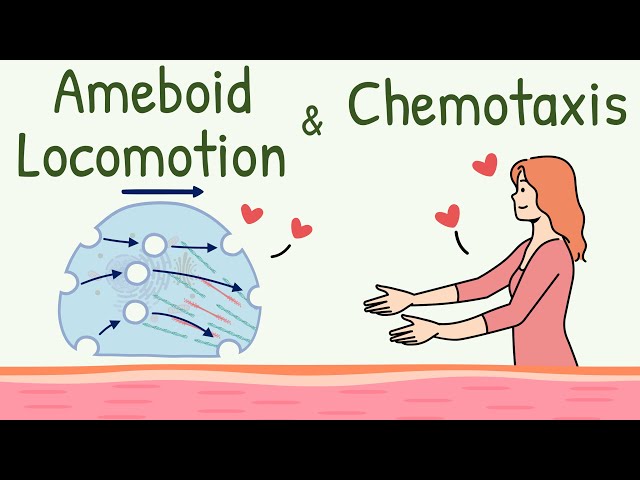 Ameboid Movement of the Cell || Chemotaxis || Ameboid Locomotion Animation || Chemotactic Substance