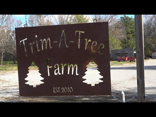 Current drought won't affect those looking for a live Christmas tree this year