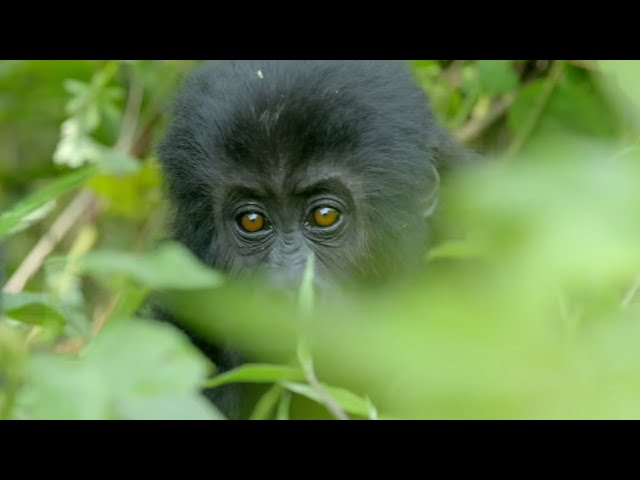 Wild Gorilla Fight | Gorilla Family and Me | BBC Earth