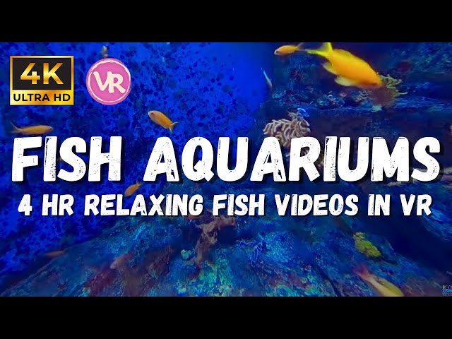 4K Aquarium of Underwater Ambience sleep: Sounds of the Sea in VR, ASMR sleep