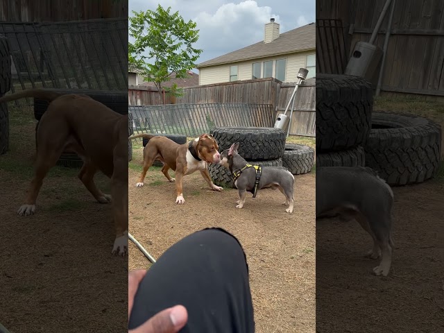 Frenchie vs bully