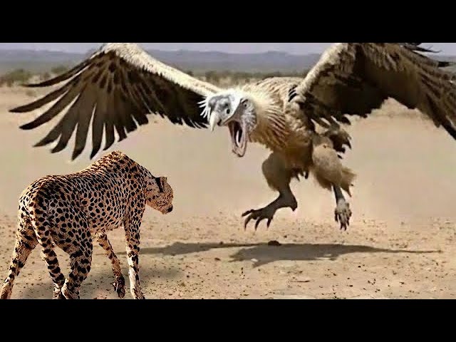 The Biggest and Most Powerful Eagle in The World