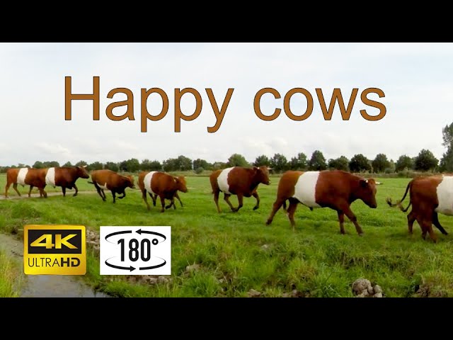 Happy calves and cows sprinting to fresh grass