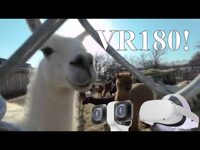 VR180 Huge Lama Drama!! Looks so cool! Llamas are crazy! VUZEXR