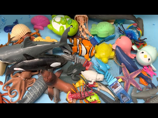 Various Sea Animals - Toys for Kids