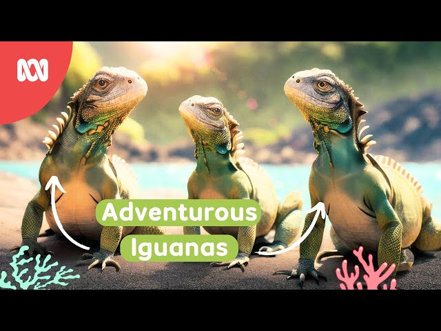 Iguanas cross an island to meet crabs | Reef School Stories