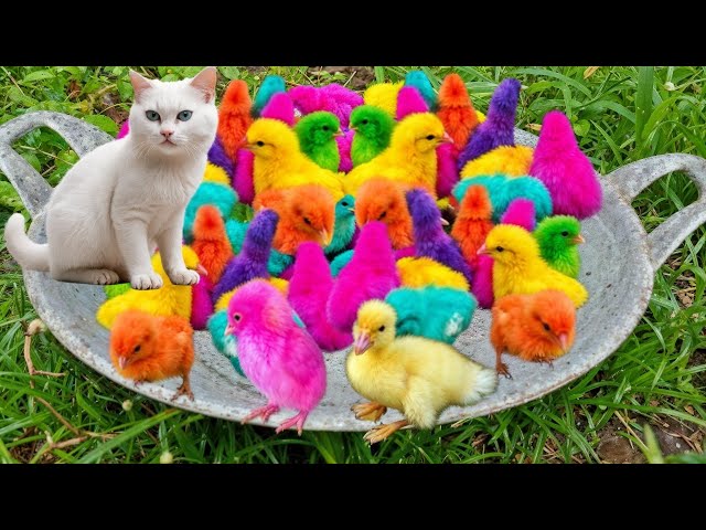 World Cute Chickens, Colorful Chickens, Rainbows Chickens, Cute Ducks, Cat, Rabbits,Cute Animals