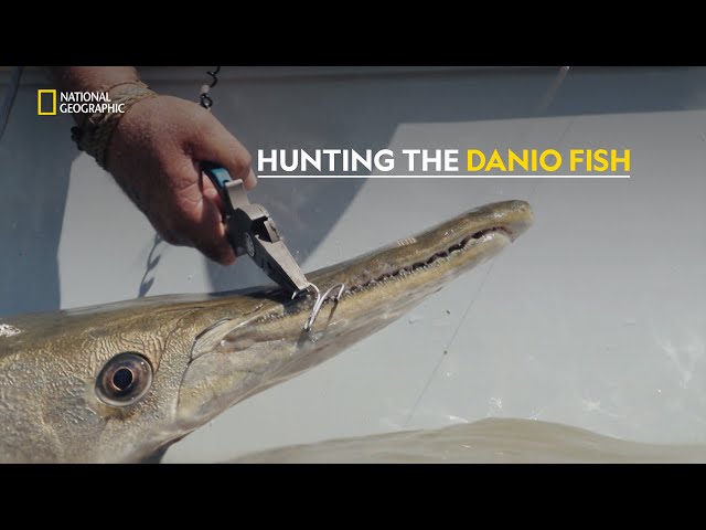 The Mysterious Danio Fish | Legendary Catch | हिंदी | Full Episode | S1 - E6 | Nat Geo