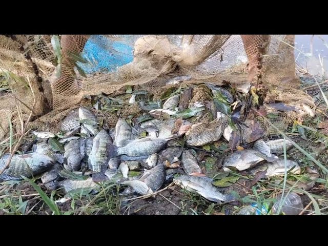 मासे पकडण्याची नवीन पद्धत 🐟  | चिलापी,खेकडे #fish #fishingequipment #fishing #fishingtrap #viral