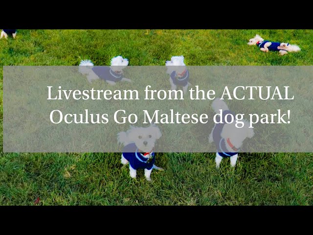 Livestream From The Actual Oculus Go Maltese Dog Park!