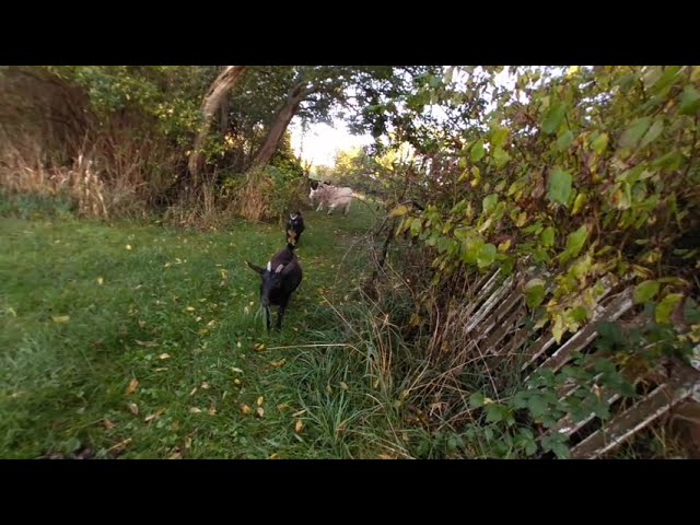 VR Nature walk - taking the goats into the woods