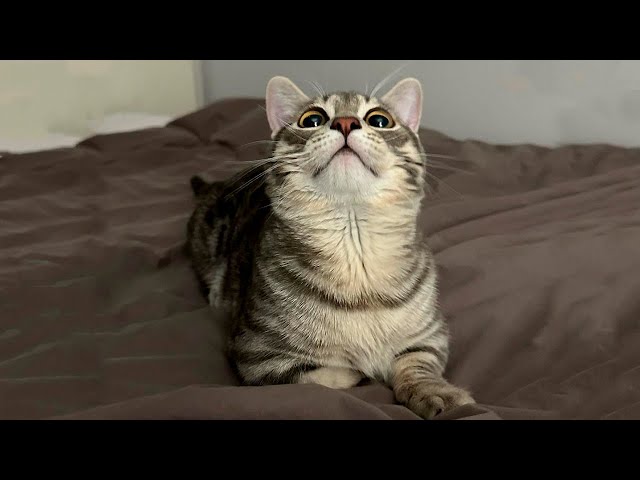 Funny animals - Funny cats and dogs - Funny animal videos 2023🤣