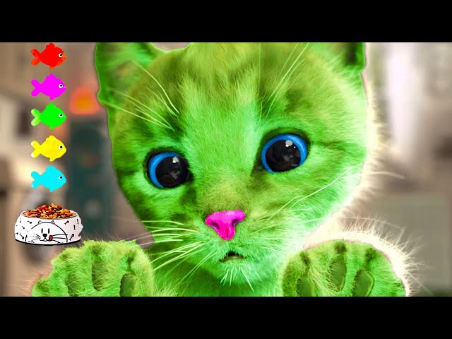 SPECIAL LITTLE KITTEN ADVENTURE LONG VIDEO - KITTEN AND CAT ON A NEW EDUCATIONAL JOURNEY