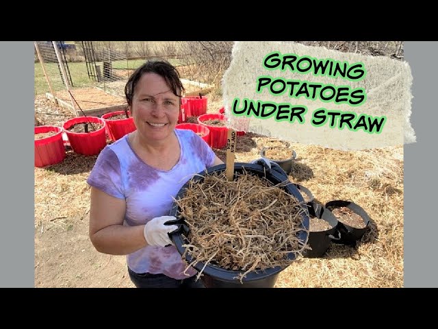 Growing Potatoes in Containers Using Straw - Ruth Stout Method Using Pots