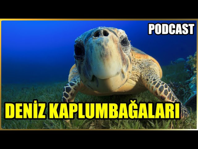 Is Caretta Caretta Dangerous? Does it attack? | Why Sea Turtles Are Endangered | PODCAST