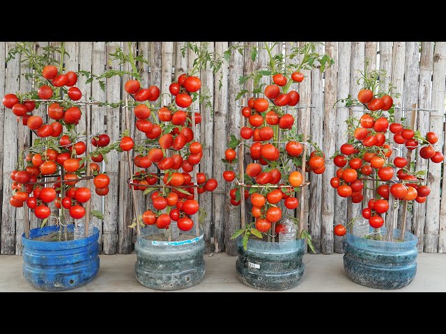 Grow tomatoes in plastic bottles at home for healthy homemade vegetables!