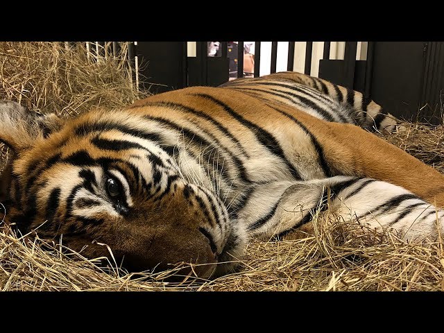 Meanest Tiger Visits The Doctor In 360