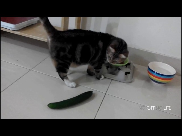 🤣 Funniest 😻 Cats and 🥒 Cucumbers - Awesome Funny Pet Videos 😇