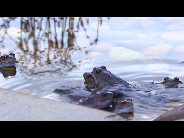 Froggy-Frog HDR