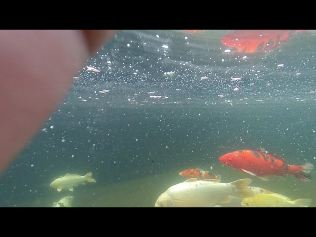 3D Camera Put In A Flower Vase And Placed In A Koi Pond