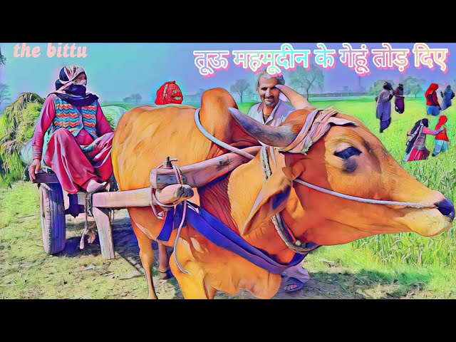 ताऊ महमूउद्दीन का गेंहू तोड़ दिए Tau mamudhin ke gehoon tod deye #comedy #viral #rohtak