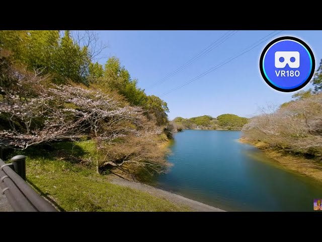 VR180 Trip Feel the spring at a beautiful pond in Japan 8K Video