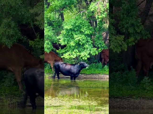 🐄 Snack time for these bovines!🍃Cows taking a dip in the pond & munching on grass+leaves. SD; USA.