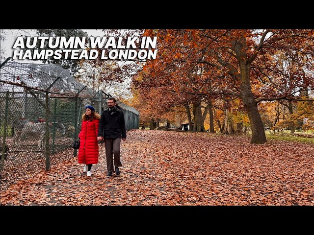 London autumn walk in Golders Hill Park and Hampstead Pergola, one of London's hidden gems 🍁🍂