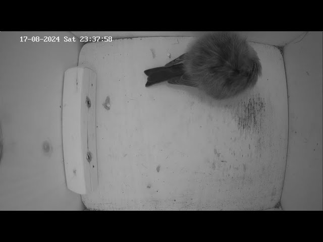 Live bird nest box cam, in the Southern United Kingdom (UK) @ Echo Hotel