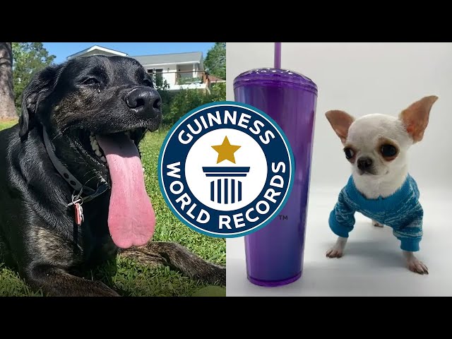 COOLEST ANIMAL RECORDS OF 2023 | Guinness World Records