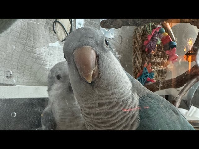 Sapphire Quaker parrots plays peekaboo