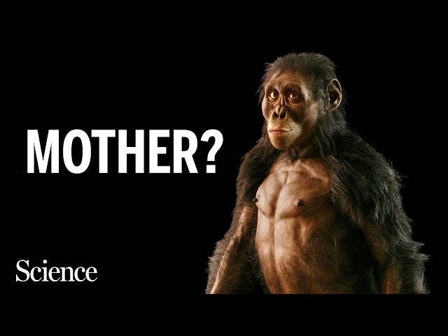 After 50 years, Lucy faces rivals with other human ancestors