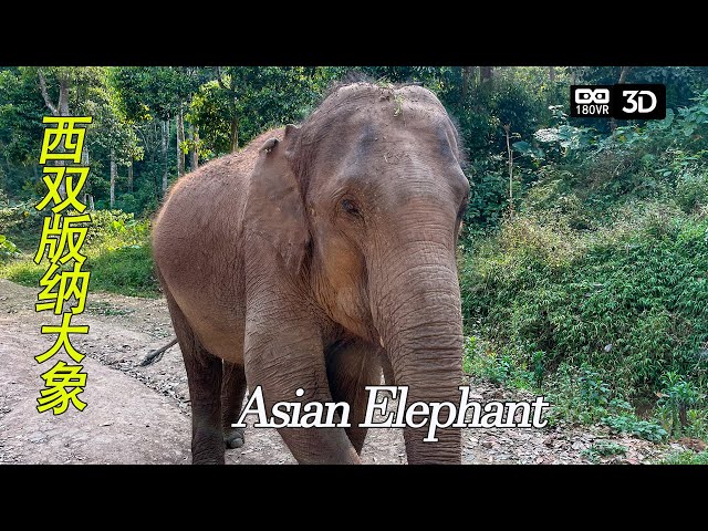 VR180 身临其境和西双版纳野象群互动 Asian wild elephant