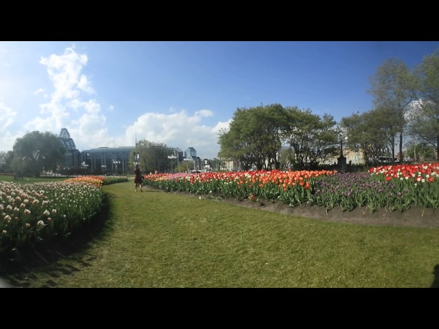 CBC Ottawa 360 video - Tulips