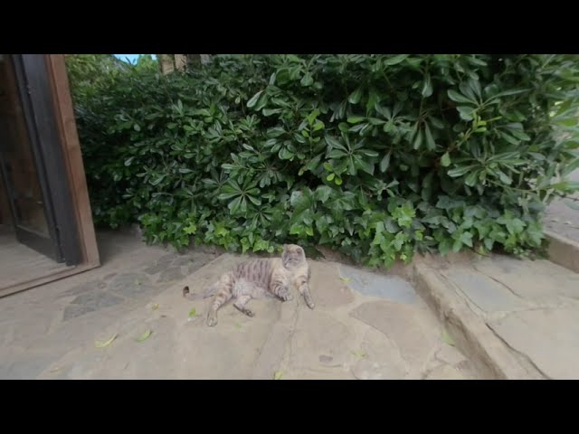 Short video of a wild cat in upcoming video of Park Labyrinth