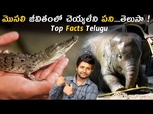 మొసలి జీవితంలో చెయ్యలేని పని తెలుసా..! Top Interesting Facts | Unknown Facts Telugu