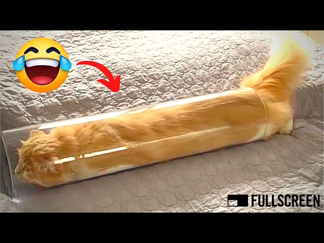 Crazy Cats ✪ Funny Cats ✪ TRY NOT TO LAUGH! (2/2021)