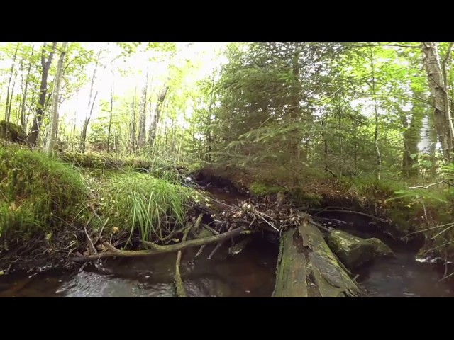 Riebruch bei Thranenweiher im Nationalpark Hunsruck-Hochwald 360° VR by uSphere